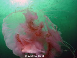 Underside of a Jellyfish by Andrew Raak 